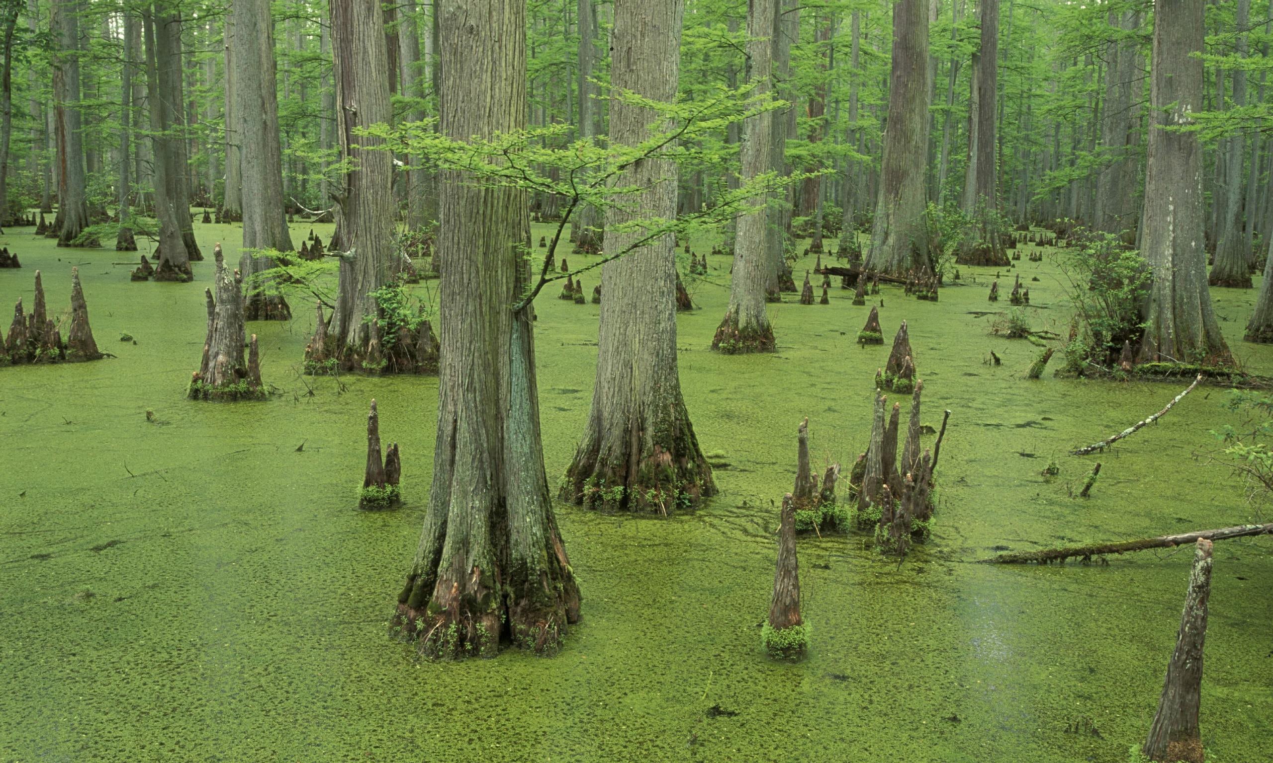 3-2020 Election Update: Weak Leadership Has Consequences: Get to Know The People Hunting the GOP in to Extinction Part 2. (The Swamp)